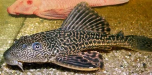 Hypostomus Plecostomus 10-15 cm pulitori da vetro L