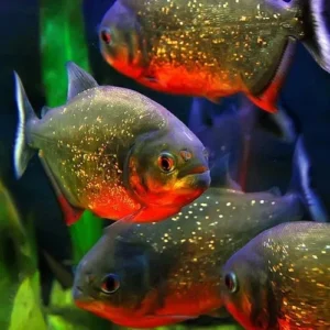 Piranha Serrasalmus Nattereri 1-3 cm - Pygocentrus nattereri
