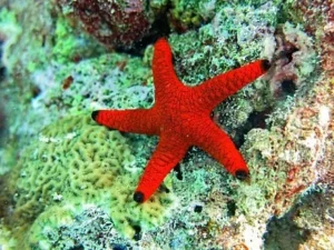 Fromia indica black tip red starfish 8 cm - Stella marina