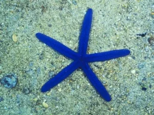 Linckia laevigata blue starfish - Stella marina blu