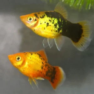 Platy Sunset Calico Berlin, xiphophorus maculatus 3 cm