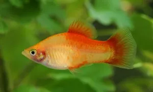 Platy Apple, xiphophorus maculatus 3 cm