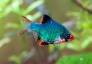 Barbus tetrazona green, Barbo verde 3 cm