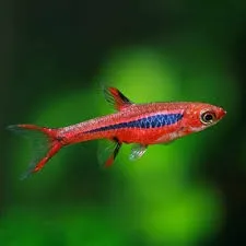 Rasbora Brigittae - Boraras Brigittae - Mosquito Rasbora 1,5 cm - Nanofish