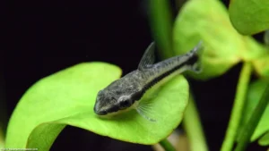 Otocinclus affinis 3 cm - piccolo pesce mangia alghe