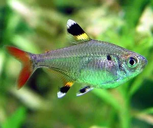 Pristella maxillaris/riddlei (pesce tetra cardellino) 2 cm