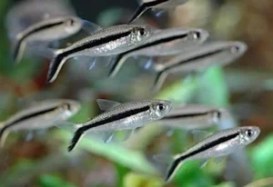 Thayeria boehlkei/obliqua (pesce tetra pinguino) 3-4 cm