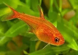 Hyphessobrycon Amandae (Ember Tetra) 2 cm