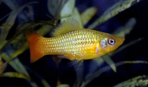 Xiphophorus variatus - Platy Sunset 4 cm