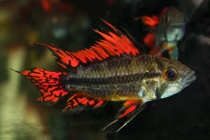 Coppia di Apistogramma cacatuoides 2-5 cm - maschio e femmina - ciclidi nani