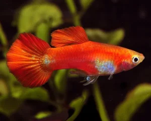 Guppy maschio Red Blonde, Poecilia reticulata 3,5 cm