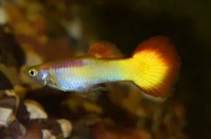 Guppy maschio Yellow-red Sunset, Poecilia reticulata 3,5 cm