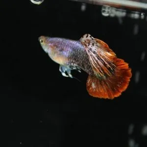 Guppy maschio Magenta pink tuxedo, Poecilia reticulata pink tuxedo 3,5 cm New