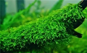 MUSCHIO Vesicularia sp. Creeping moss 6x6 cm
