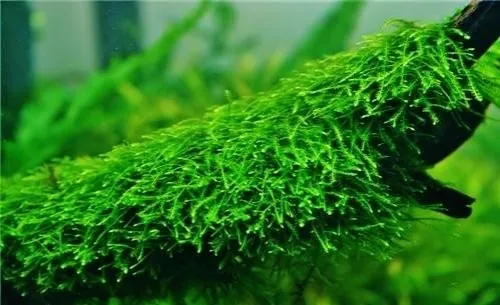 MUSCHIO Vesicularia sp. Creeping moss 6x6 cm