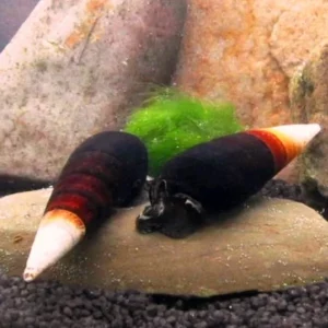 Lumaca Tylomelania Cappuccino 5 cm - Rabbit Snail