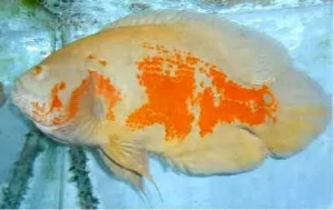 Astronotus Ocellatus albino 3-6 cm - pesce Oscar - Ciclidi americani