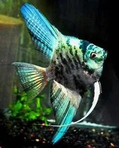 Pterophyllum Scalare Blue Marble 5 cm