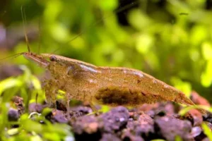 NEOCARIDINA DAVIDI WILD 1-2 cm - gamberetto per acquario d'acqua dolce