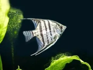 Pterophyllum Scalare Zebra-Tiger 4-6 cm
