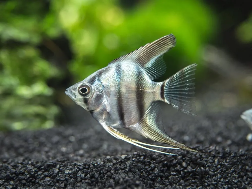 Pterophyllum Scalare Zebra-Tiger 4-6 cm