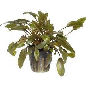 Cryptocoryne wendtii brown in vasetto - pianta facile da primo piano