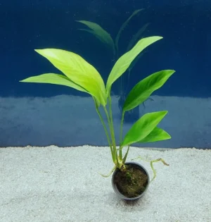 Anubias Congensis, pianta facile a foglia larga