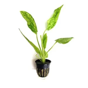 Echinodorus Marble Queen in vasetto, pianta facile a foglia larga