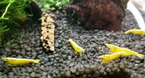 NEOCARIDINA DAVIDI YELLOW NEON FIRE 1-2 cm - gamberetto per acquario d'acqua dolce