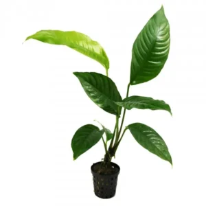 Anubias Heterophylla, pianta facile a foglia larga