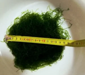 MUSCHIO DI JAVA XXL MOSS (VESCICULARIA DUBYANA) porzione 15x15 cm
