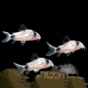 Corydoras Panda 2,5 cm, pesce da fondo