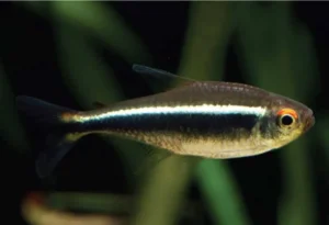 Hyphessobrycon herbertaxelrodi (pesce tetra neon nero) 2-3 cm