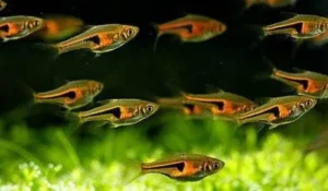 Trigonostigma hengeli, rasbora hengeli, glowlight rasbora neon, 1,5 cm
