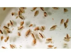DAPHNIA PULEX STARTER COLTURA CIBO VIVO PER PESCI D'ACQUARIO - Dafnia