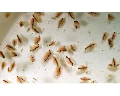 DAPHNIA PULEX STARTER COLTURA CIBO VIVO PER PESCI D'ACQUARIO - Dafnia