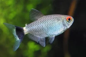 Moenkhausia sanctaefilomenae (Redeye tetra, Tetra occhi rossi) 3 cm