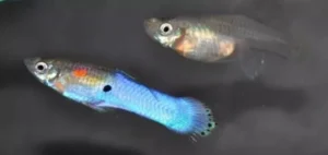 Coppia di Poecilia Endler Blue Japan - K class - guppy endler