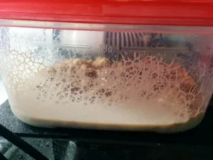 MICROWORMS STARTER COLTURA CIBO VIVO PER PESCI D'ACQUARIO