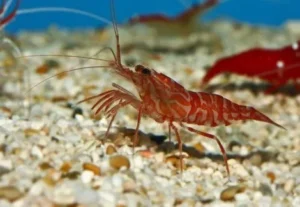 Lysmata kuekenthali - Gamberetto mangia aiptasia e anemoni di vetro