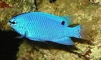 Chrysiptera CYANEA - Damigella azzurra