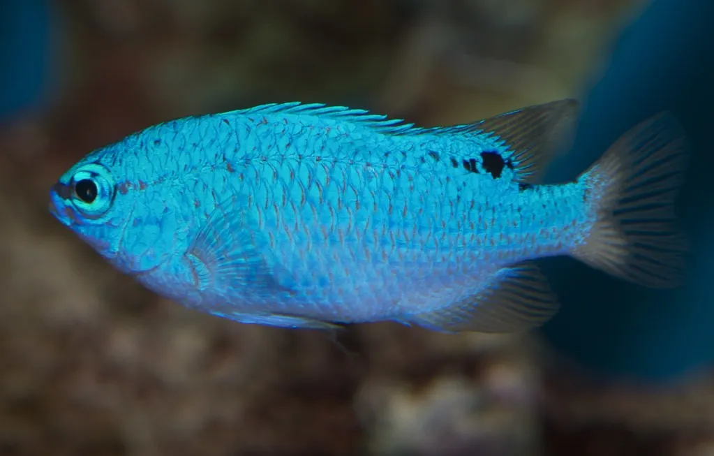 Chrysiptera CYANEA - Damigella azzurra