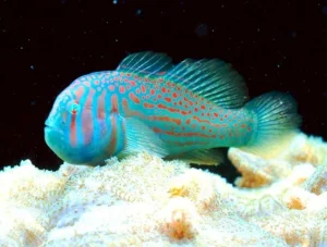 Gobiodon Histrio - Gobbio striato - Green clown goby