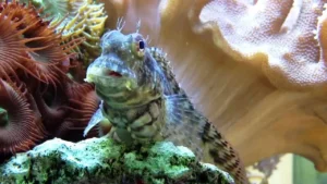 Salarias Fasciatus - Bavosa striata - Mangia alghe - Blennius fasciatus
