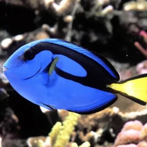 Paracanthurus Hepatus S - Pesce chirurgo tavolozza