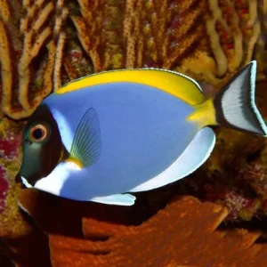 Acanthurus Leucosternon - Pesce chirurgo Blu dalla gola bianca