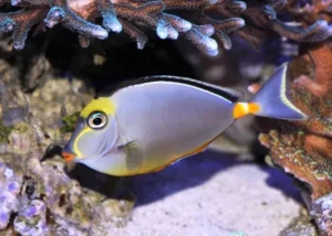 Naso Lituratus cresta nera - Pesce unicorno alghivoro