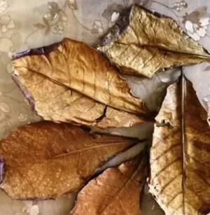 10 FOGLIE DI CATAPPA XL, MANDORLO INDIANO, KETAPANG