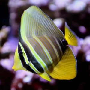 Zebrasoma Veliferum - Pesce chirurgo tigrato
