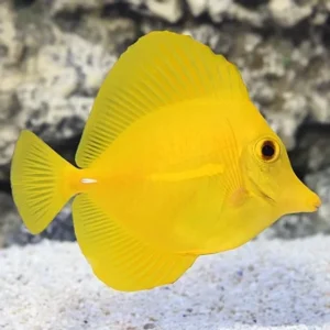 Zebrasoma Flavescens - Pesce chirurgo giallo -  Yellow Tang